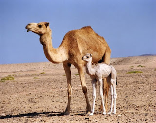 camel dream meaning