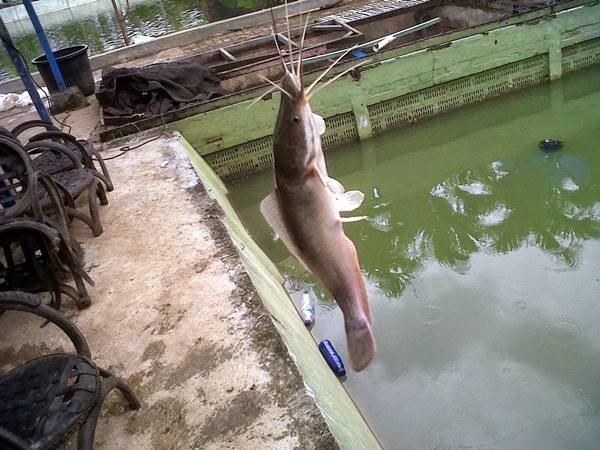 umpan mancing lele umpan mancing lele