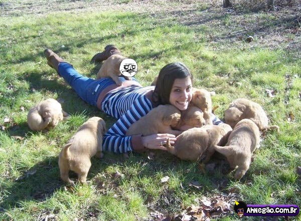 cachorros.jpg