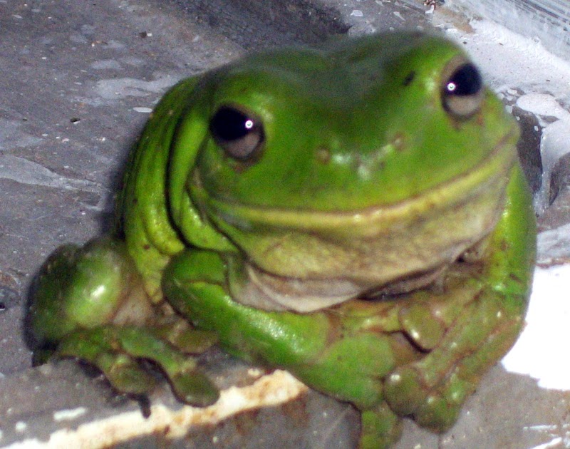 Frogs in the toilet the realities of living in the bush