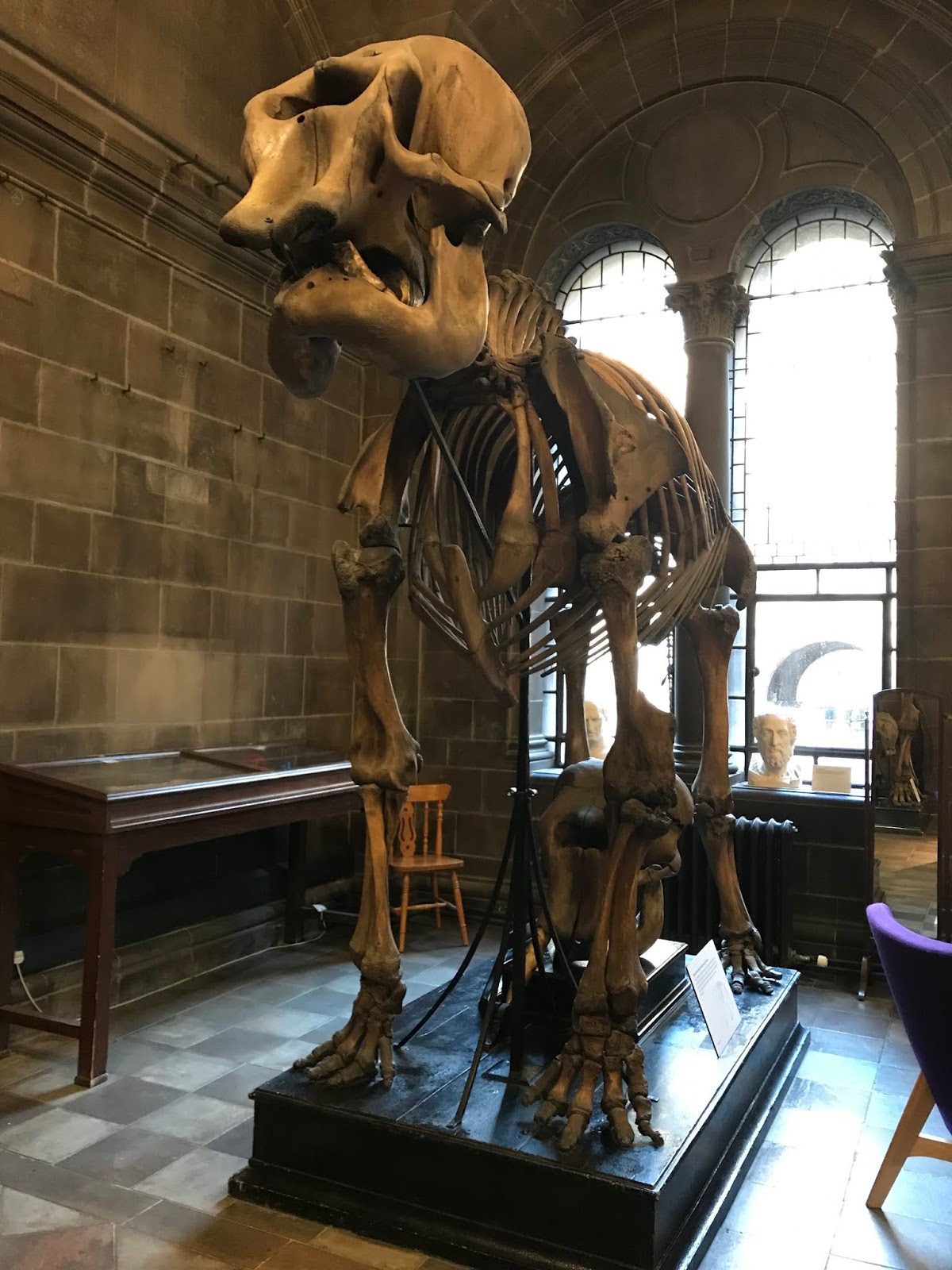 Anatomical Museum at the University of Edinburgh