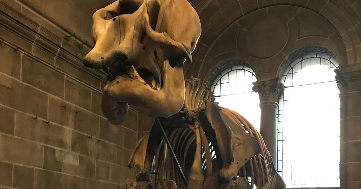 Anatomical Museum at the University of Edinburgh