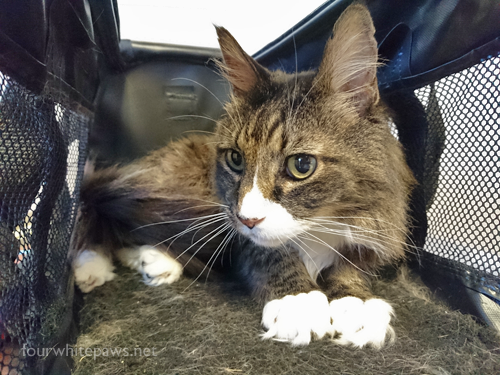 Overnight Cat Can Not Walk After Laser Treatment Overnight Cat Can Not Walk After Laser Treatment
