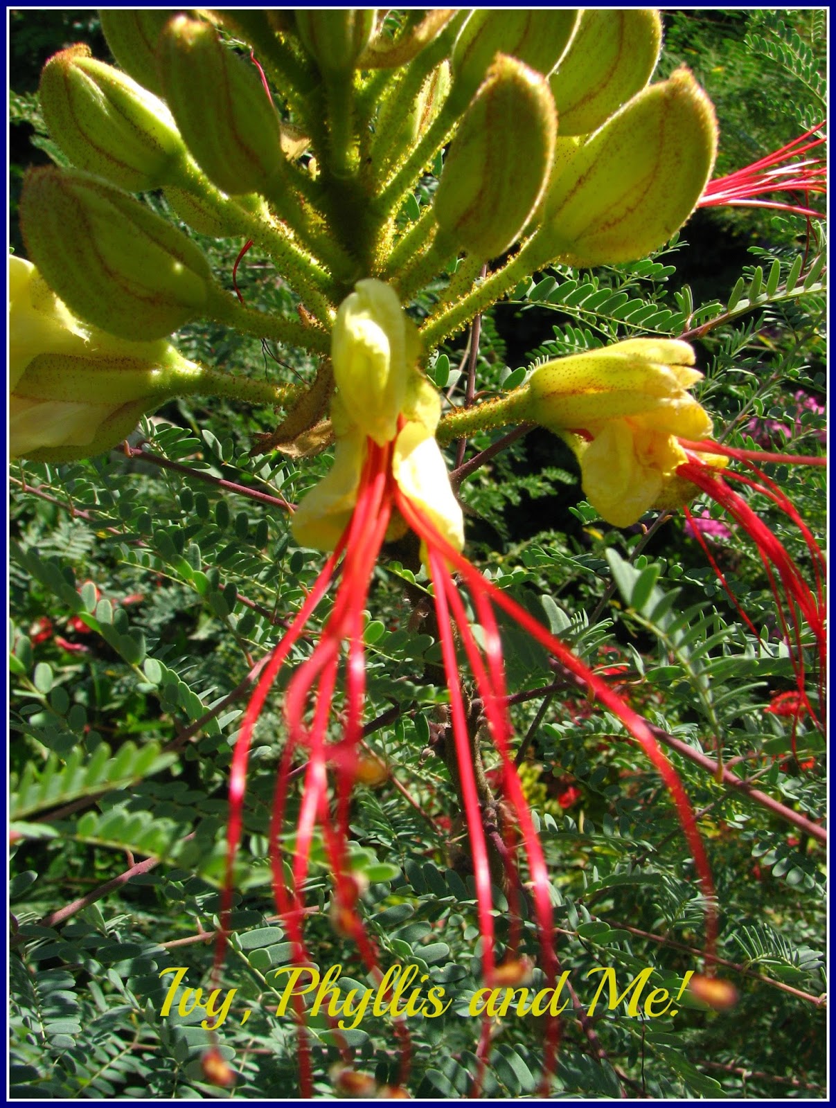 Ivy, Phyllis and Me! FLOWERS FROM THE ISLAND OF CYPRUS