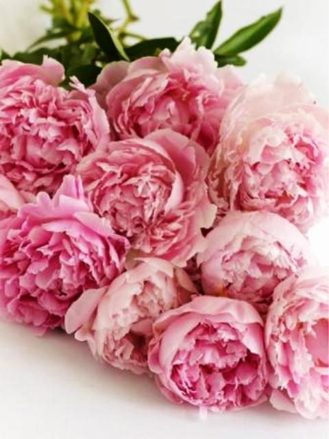 Pictures Of Flowers Peonies Pictures Of Flowers Peonies