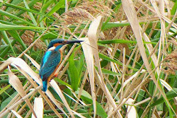 seen through viewfinder pentax kingfisher unexpectedly decided subject carry lens short