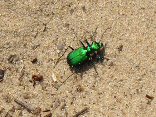 tiger beetle