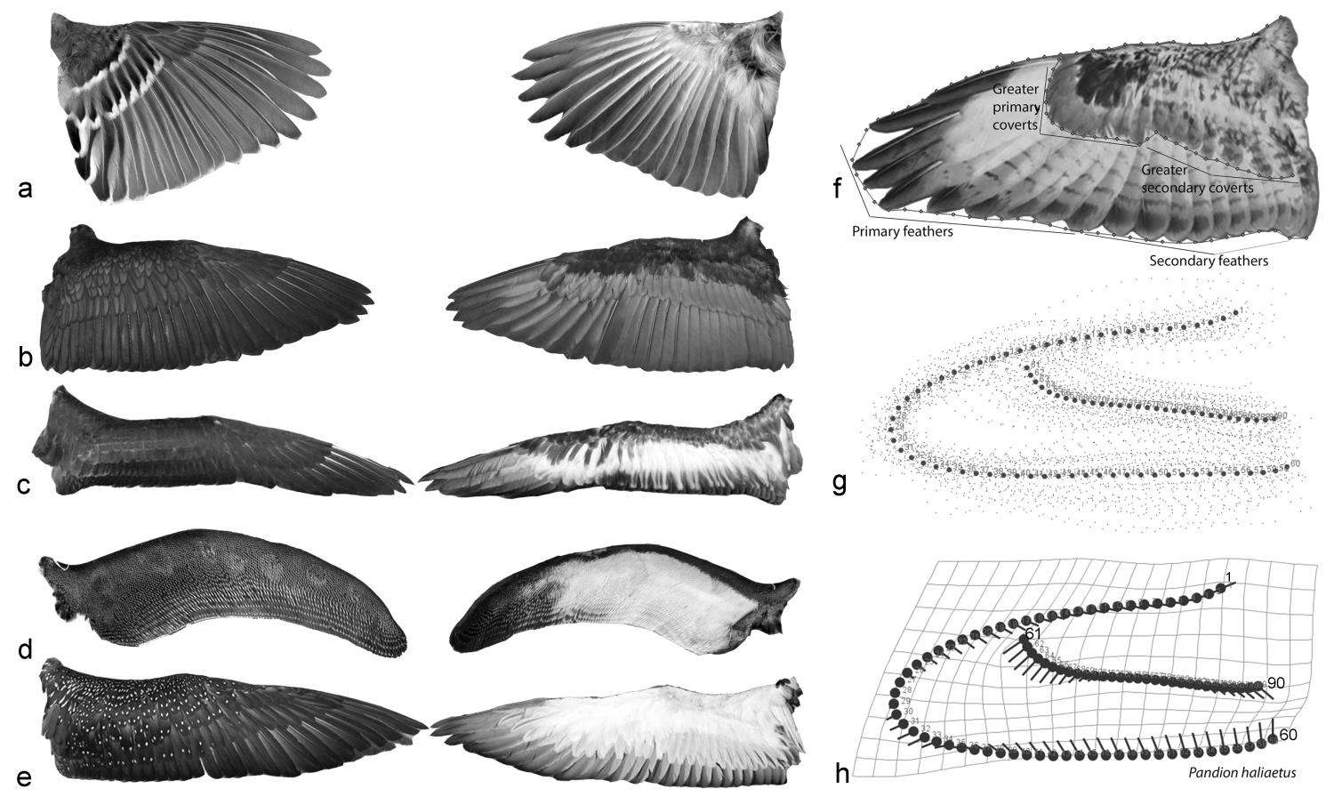 Shape of bird wings depends on ancestors more than flight style the 