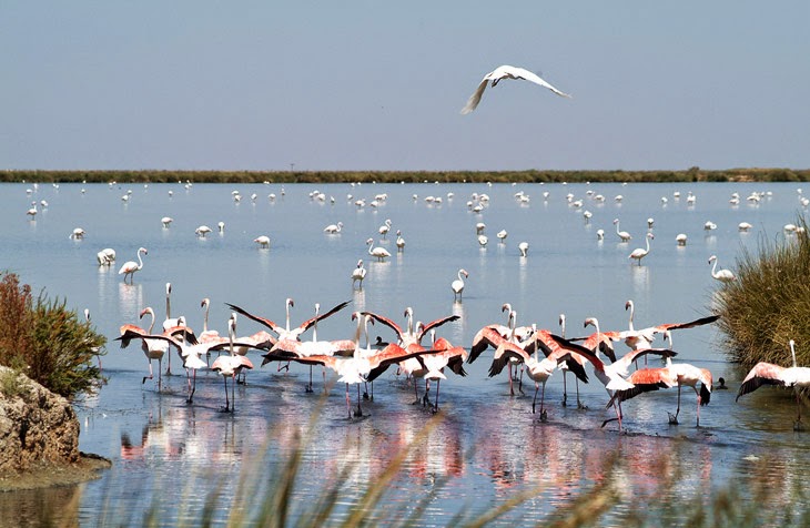 Segundo Fin de Semana de Mayo, Día Mundial de las Aves Migratorias.
