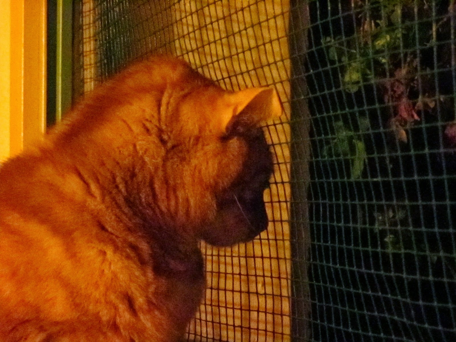 Mon Lapin Fait Du Bruit Quand Il Respire Un chat et un lapin : Menace dans la nuit