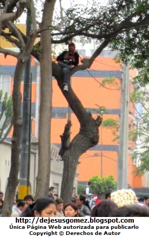 Peruano en un árbol Foto de peruano muy astuto sentado en el árbol para disfrutar la Parada Militar por Jesus Gómez