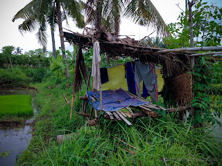 Poor Hut In The Rice Field With Clothesline In The Rainy Season, Banjar Kuwum, Ringdikit Village, North Bali, Indonesia