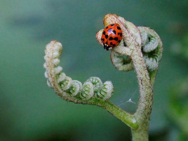 Invasive alien species on the rise globally