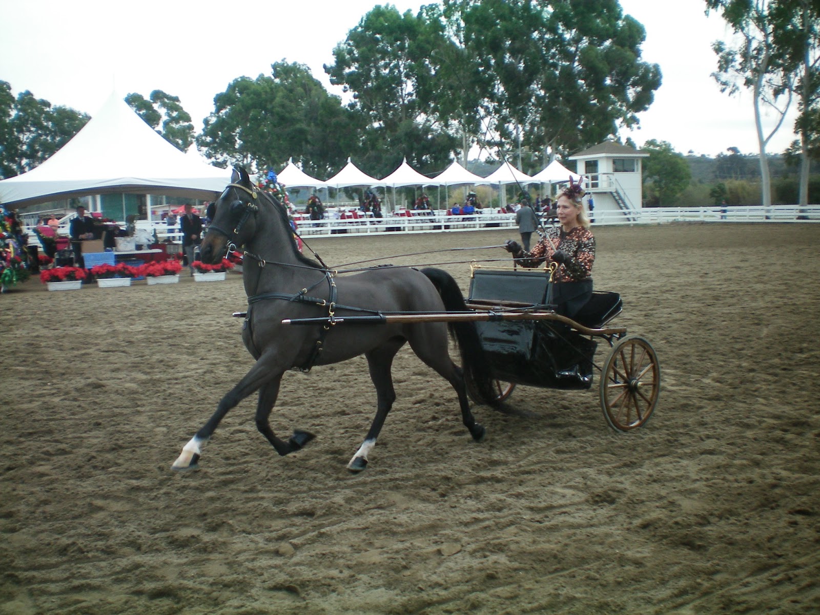 So Cal Jingle Bell Horse Show 1222012