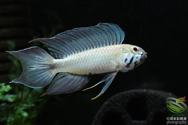 Apistogramma cf. flabellicauda