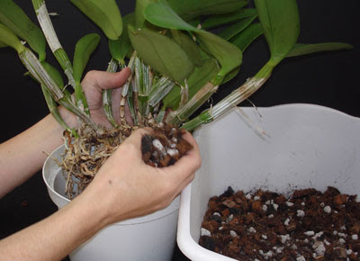 Image result for orquidea abono