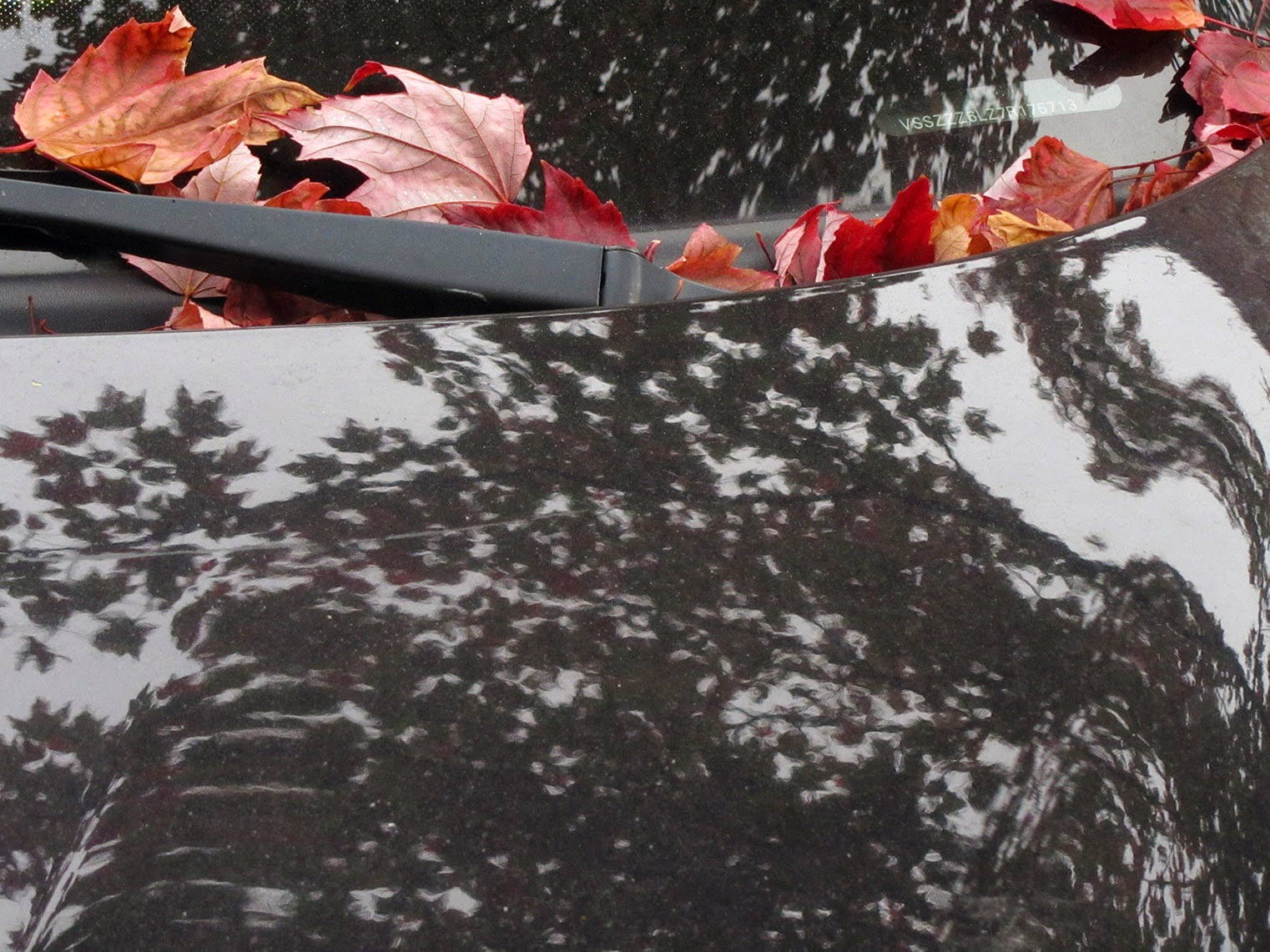 row of red leafs on front hood of a black car