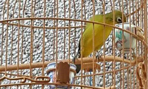 Racikan Minuman dan Pakan Untuk Pleci Juara Kicau Burung