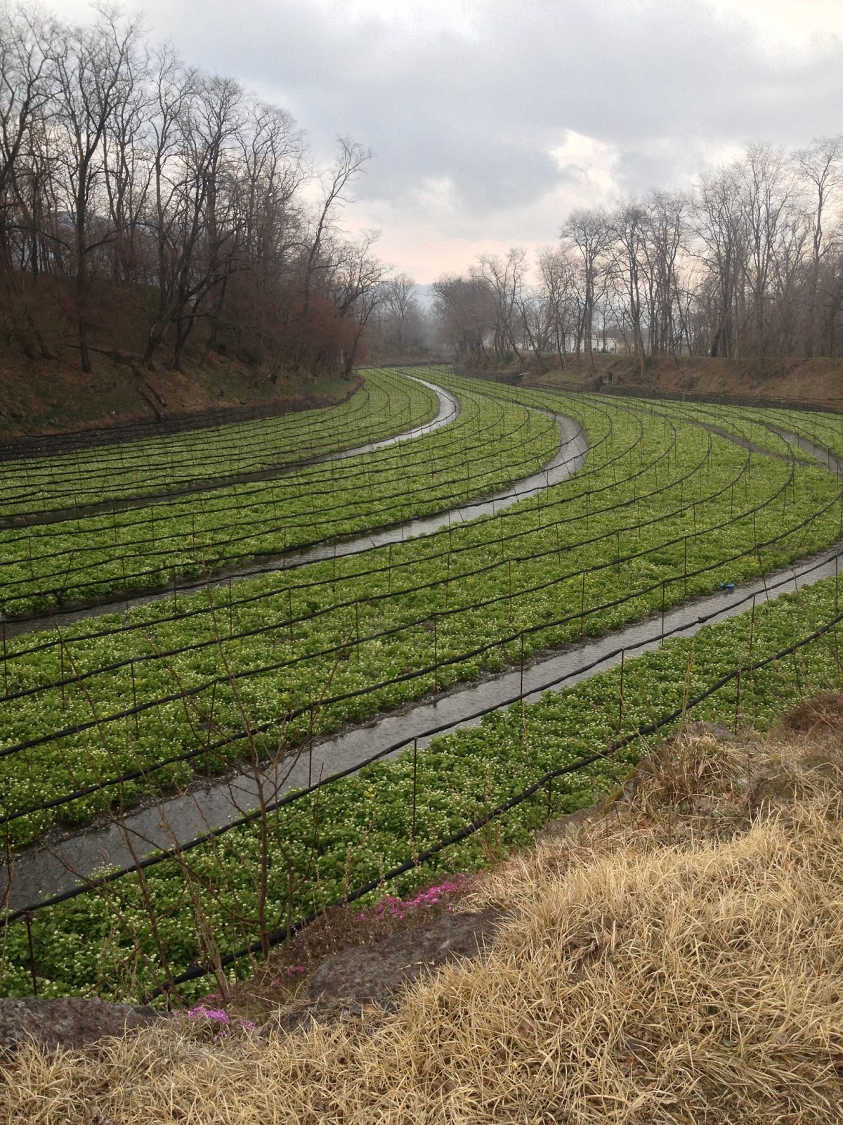 Enchanted Blogging Wasabi Farm