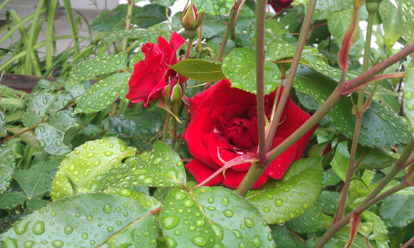 Raindrops on Roses!