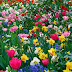 Will the Dollar Bloom like May Flowers after April Showers?