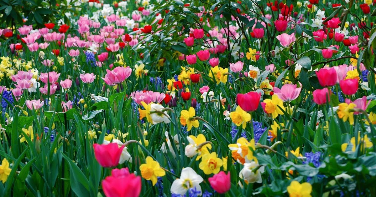 Will the Dollar Bloom like May Flowers after April Showers? Marc to