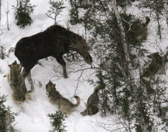 Moose decline: Wolves or climate change?