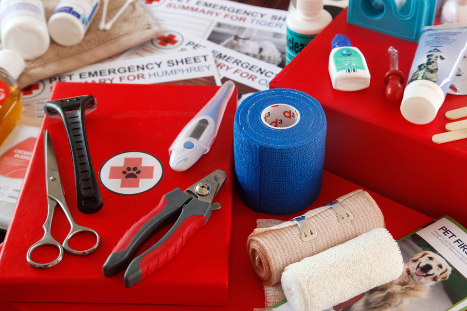 Dalmatian DIY: Creating a Home First Aid Kit for Our Pets
