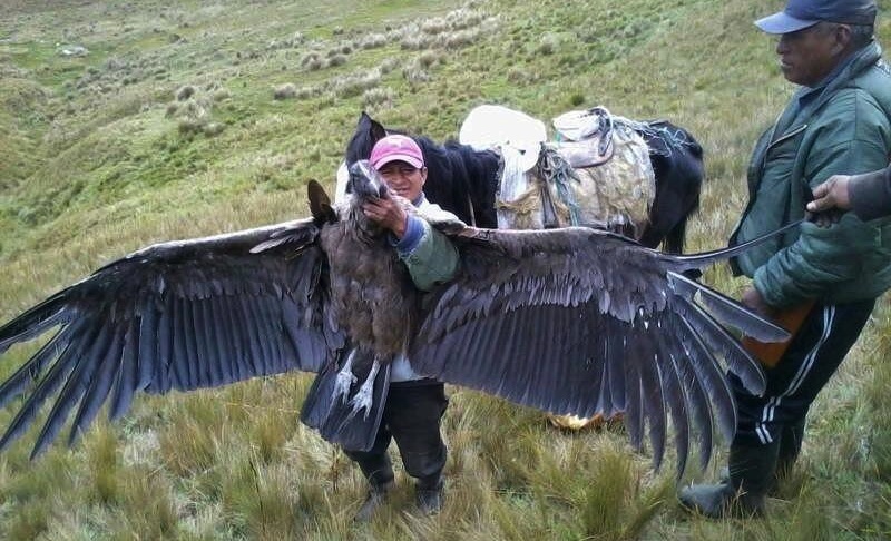 How Big Is A California Condor Compared To A Human : Pairs nest in ...