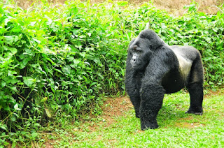 --3 Days Gorilla Safari Genocide memorial tour - Rwanda Gorilla --3 Days Gorilla Safari Genocide memorial tour - Rwanda Gorilla