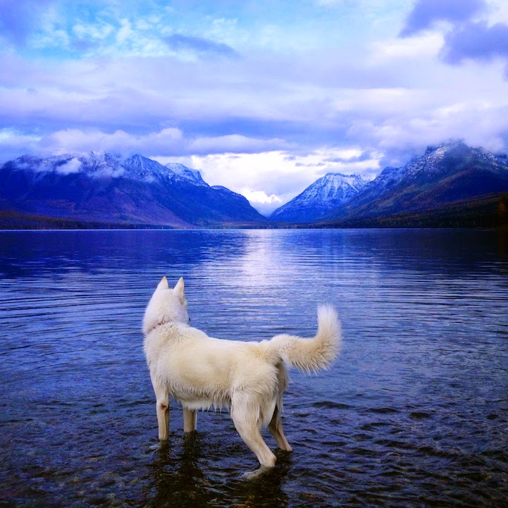 Glacier National Park, Montana - He Toured America’s Pristine Wilderness…And He Took His Human Along For The Ride.