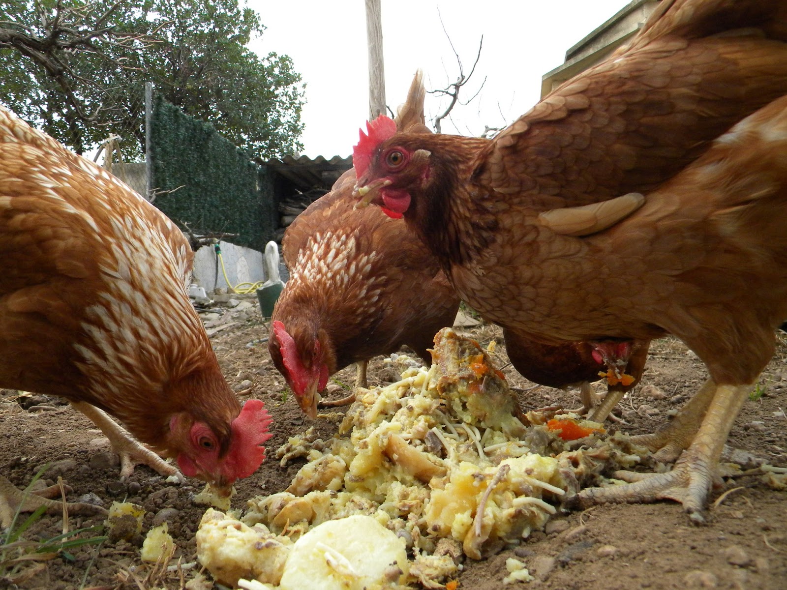 Сколько можно есть курицу. Корм для домашних курей. Питание кур. Кормление курей. Куры едят.