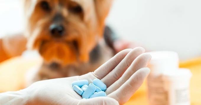 Welche menschlichen Medikamente sind sicher und welche sind gefährlich