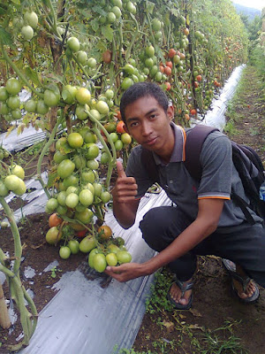 Tomat Natama super F1 di Bedugul Bali Tomat-Natama-super-F1-di-Bedugul-Bali