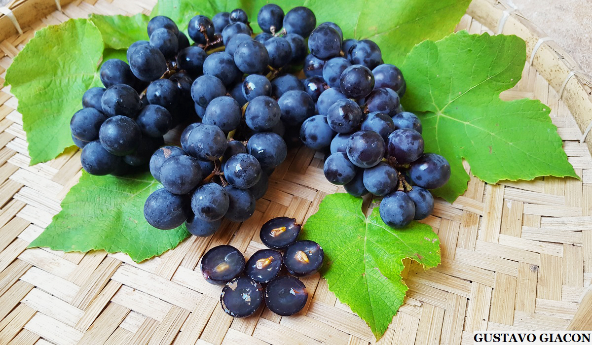 Viveiro Ciprest Plantas Nativas e Exóticas Uva Isabel Preta ( Vitis labrusca )