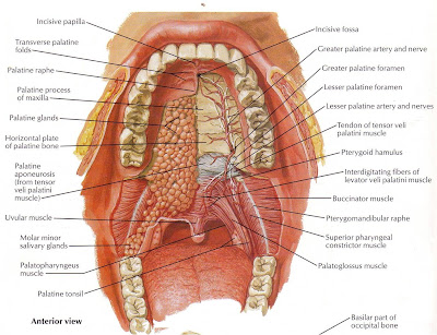 Anatomi Cavitas Oris - Struktur