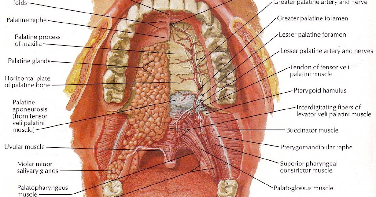 Задняя полость рта. Строение ротовой полости на латыни. Твердое небо анатомия строение. Ротовая полость анатомия Синельников.