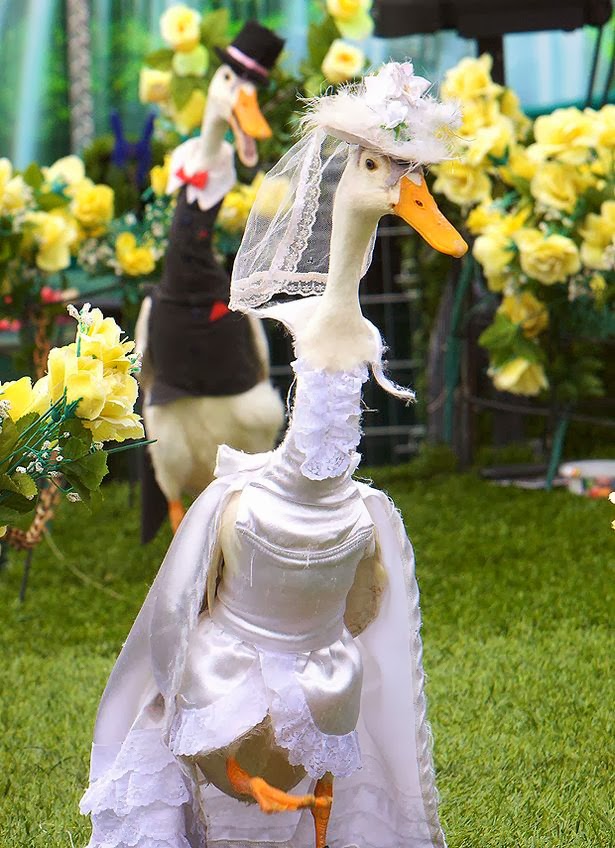FASHION WORLD Pied Piper Duck Fashion Show