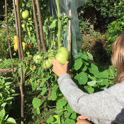 tomate verte pour fleur de sel