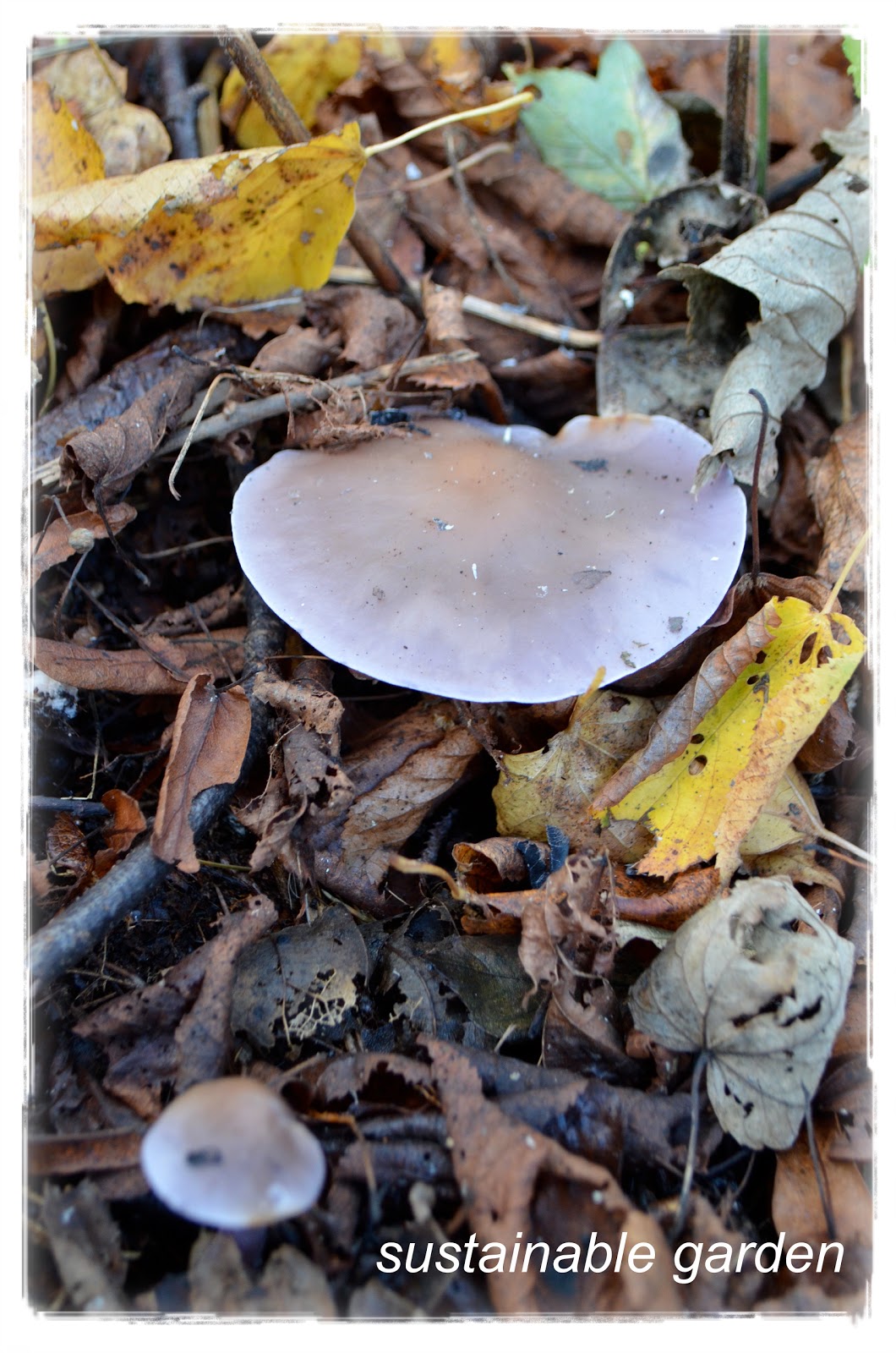 sustainable garden wood blewits