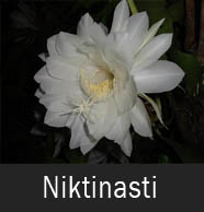 Gerak niktinasti Gerak niktinasti