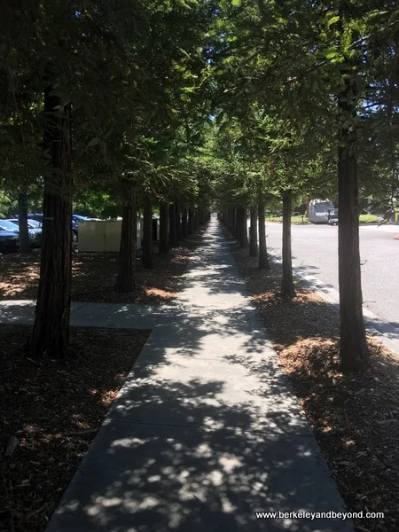 coast redwoods line sidewalk behind Computer History Museum in Mountain View, California