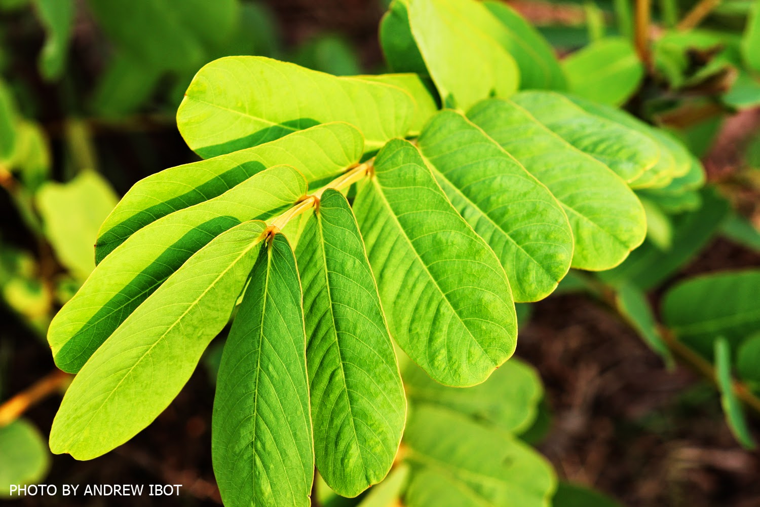 Ako si ANDREW IBOT! Akapulko