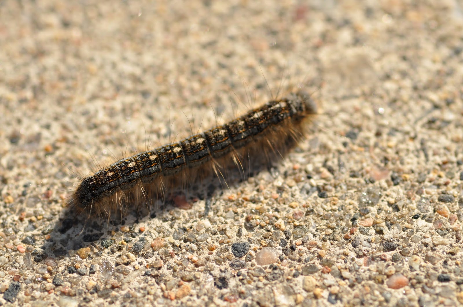 Northern Exposure Gardening Forest Tent Caterpillars
