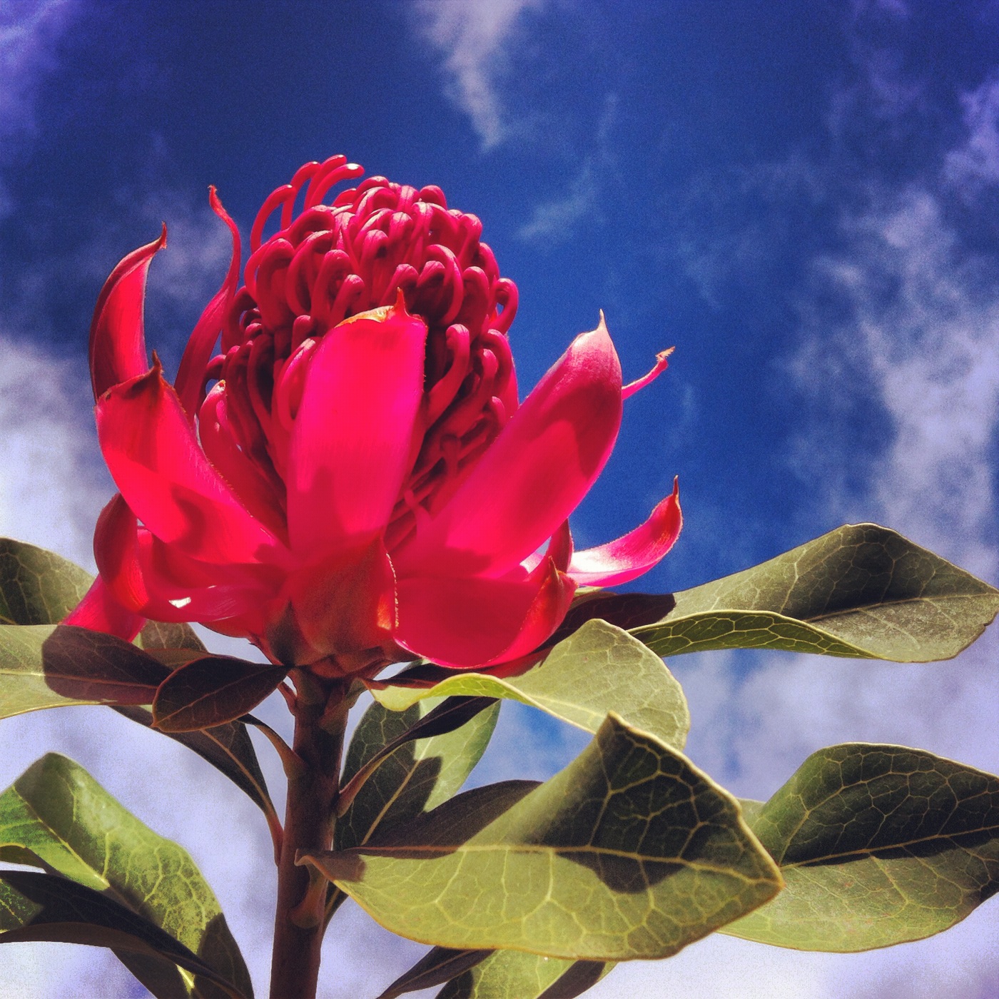 Swallows Nest Farm The Waratah's Are Out
