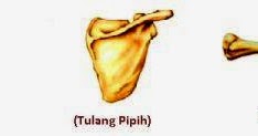 Macam-Macam Tulang Manusia