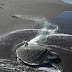 Fundación Yepez atiende en las franjas costeras, tortugas en peligro de extinción que presentan una problemática de congelamiento