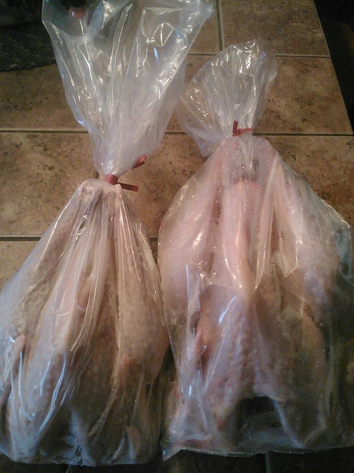Tales from the Coop Keeper The Meat Bird Debacle of 2012