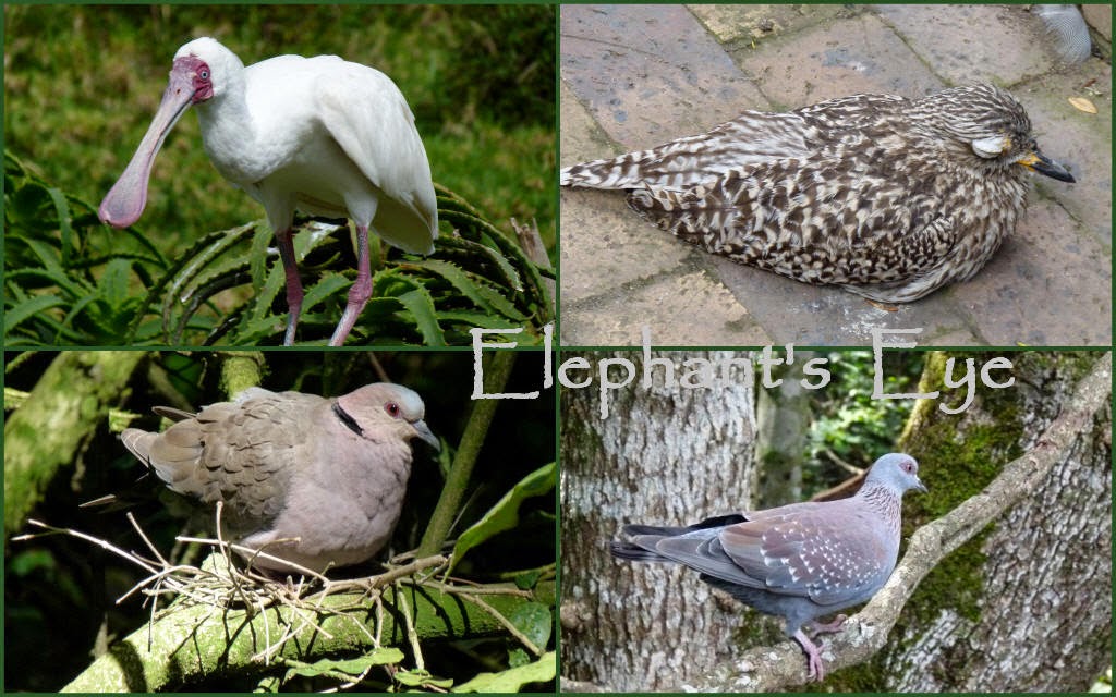 South African birds Spoonbill (BOE call the babies teaspoons), Dikkop Cape Turtle Dove, Rock/Speckled Pigeon