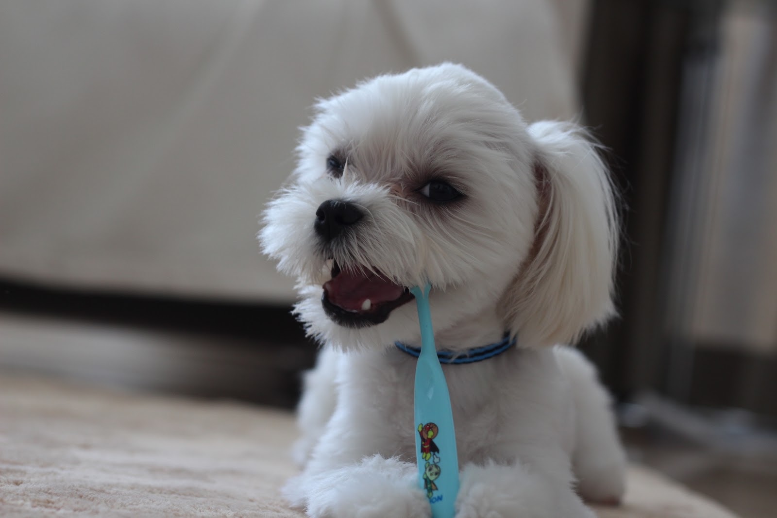 maltese toto & sue's diary 歯磨き始めました Tooth Brush